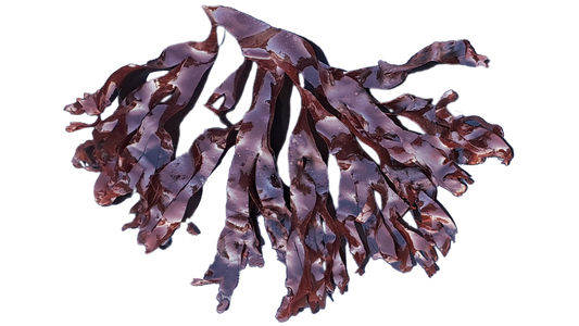 Palmaria palmata - Dulse