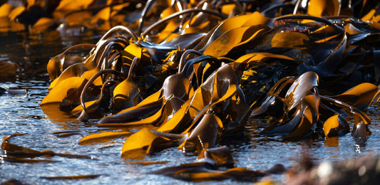 Laminaria - Comment l'utiliser dans vos soins pour le corps